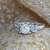 Anillo Osmos