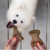 BENEBONE PUPPY KIT = 1 DENTAL CHEW + 1 WISHBONE - BACON