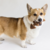 Benebone Fishbone M