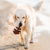 Benebone Fishbone M - loja online
