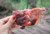 Focinho Suíno Grande 5 un - Lecker - comprar online