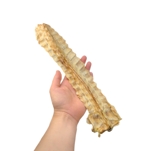 Carcaça de Jacaré 1 un - LUV - comprar online