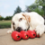 KONG GOODIE RIBBON MEDIUM M na internet