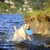 FRISBEE - DISCO PARAFLIGHT G - 1UN CHUCKIT na internet