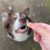 Training Bites (frango desidratado) 150g - Pet Naturau - Natural Pet Store