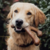 Benebone Wishbone Bacon M - loja online