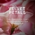 Victorias Secret Body Splash Velvet Petals 250ml