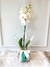 Orquídea Phalaenopsis no Vaso