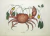Caranguejo (Cancer terrestris)