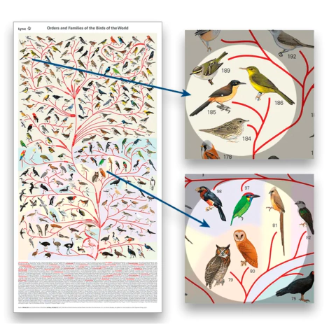 Bird Phylogeny Poster - Orders and Families of the Birds of the World - comprar online