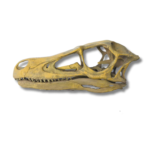Crânio de Velociraptor – Impressão 3D Pintada (Escala 1:1) - comprar online