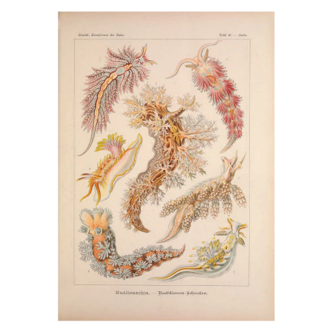 Pôster HAECKEL Nudibranchia - comprar online