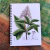 Caderno Palicourea tetraphylla