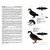 Birds of the Mesozoic An Illustrated Field Guide - loja online