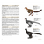 Imagem do Birds of the Mesozoic An Illustrated Field Guide