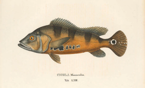 Pôster Tucunaré (Cichla ocellaris)