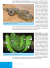 Imagem do Serpentes Peçonhentas e Acidentes Ofídicos no Brasil