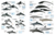 All the Mammals of the World - Anolis Books | Livros  e Papelaria 