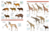 All the Mammals of the World - loja online