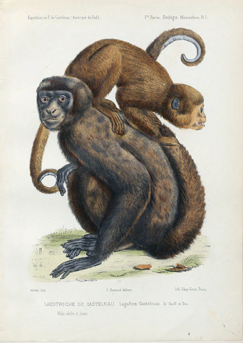 Pôster Macaco-barrigudo