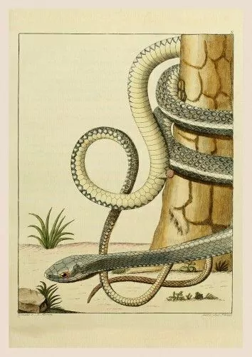 Pôster BLASIUS MERREN, 1790 Serpente