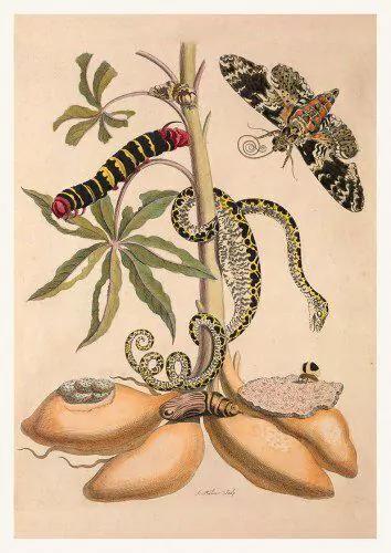 Pôster Maria Sibylla Merian (1647-1717) - Serpente