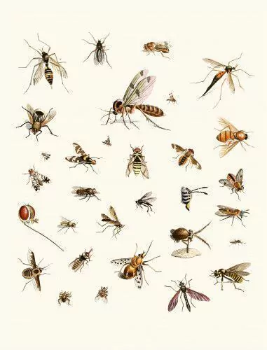 Pôster Short History of Insects (1776) Diptera
