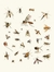 Pôster Short History of Insects (1776) Diptera