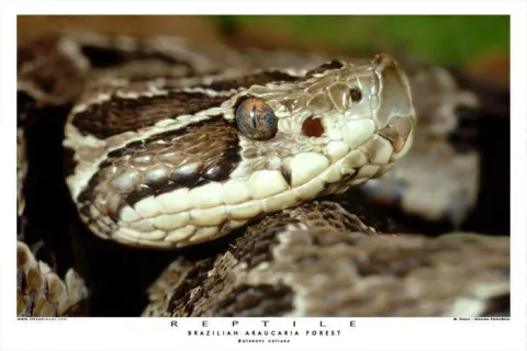 Pôster Bothrops cotiara