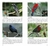 Guia Fotográfico AVES – Estado de São Paulo - comprar online