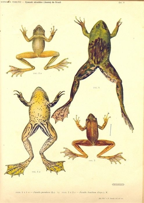 Prancha de Gymnobatrachios brasileiros, de Alípio Miranda Ribeiro (Pseudis)