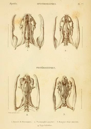 Pôster ERPÉTOLOGIE GÉNÉRALE - Crânios serpentes