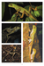 Herpetofauna da cuesta paulista - comprar online