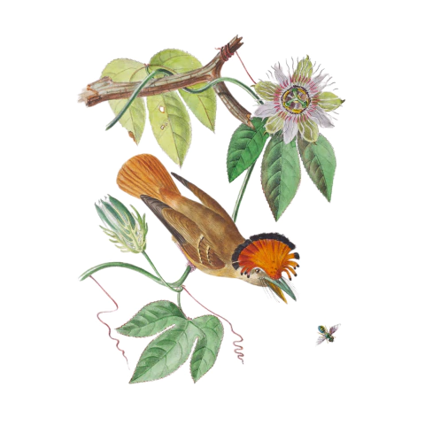 Pôster Maria-leque-do-sudeste