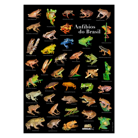 Pôster Anfíbios do Brasil