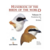 Handbook of the Birds of the World, Volume 13: Penduline-tits to Shrikes - comprar online