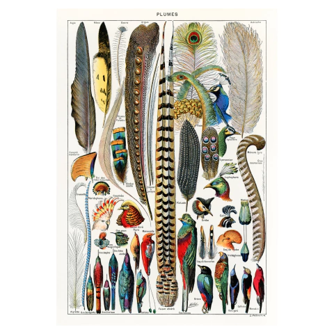 Pôster Penas - Plumes