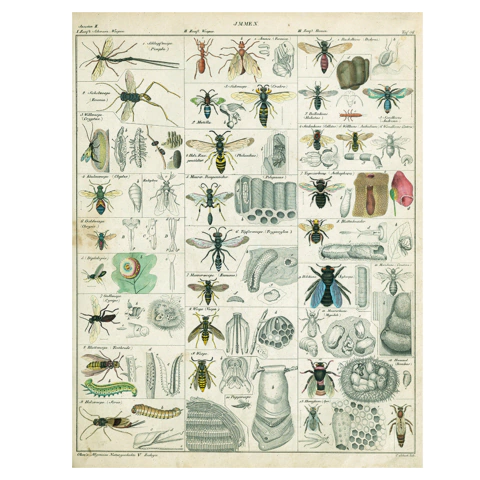 Pôster Diptera Oken