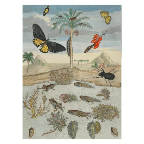 Pôster Maria Sibylla Merian - Metamorfose