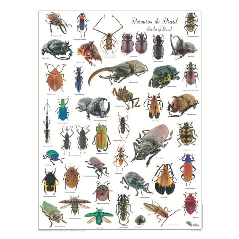 Pôster Besouros do Brasil - comprar online