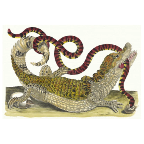 Pôster Maria Sibylla - Cayman (1705)