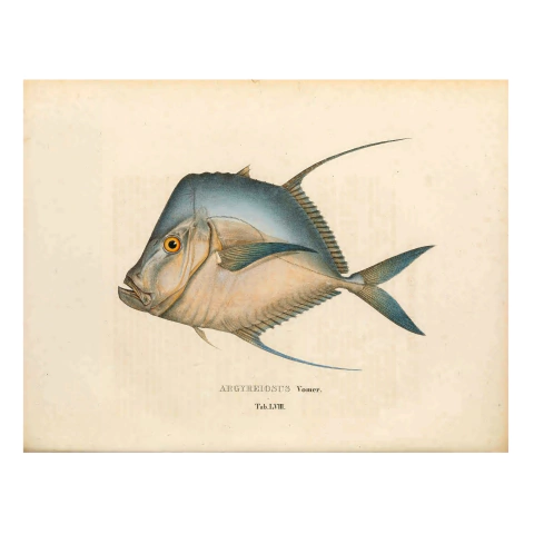 Pôster Peixe-galo - comprar online