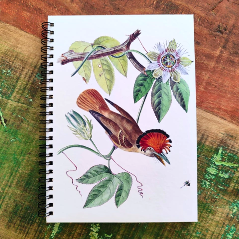 Caderno Maria-leque-do-sudeste