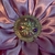 Flor Tribal Monster Lila #77 (11.5 cms) en internet