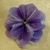 Flor Tribal Monster Iridiscente Morado/Lila #94 (11 cms) - comprar en línea