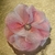 Flor Tribal Monster Iridiscente Rosa/Blanco #96 (9 cms) - buy online