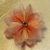 Flor Tribal Monster Iridiscente Naranja Degradado #98 (11 cms) - comprar en línea