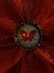 Flor Tribal Monster Iridiscente Rojo Tres Capas #99 (12 cms) en internet
