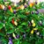 Pimenta Pirâmide Ornamental (Capsicum frutescens) - 10 sementes - comprar online