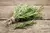 Alecrim (Rosmarinus officinalis) - 10 sementes para cultivo na internet